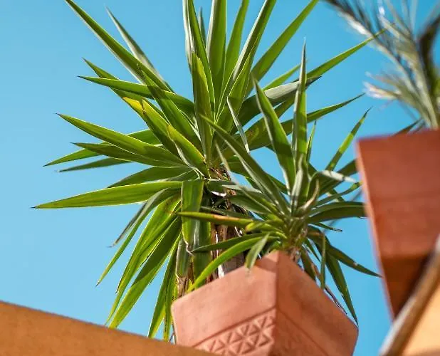 Backpackers * Ζαντάρ